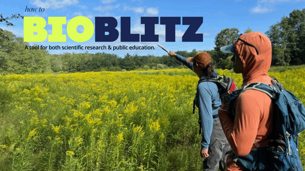bio blitz