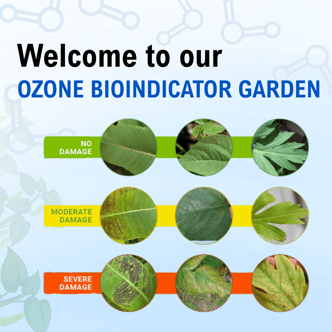 ozone bioindicator garden